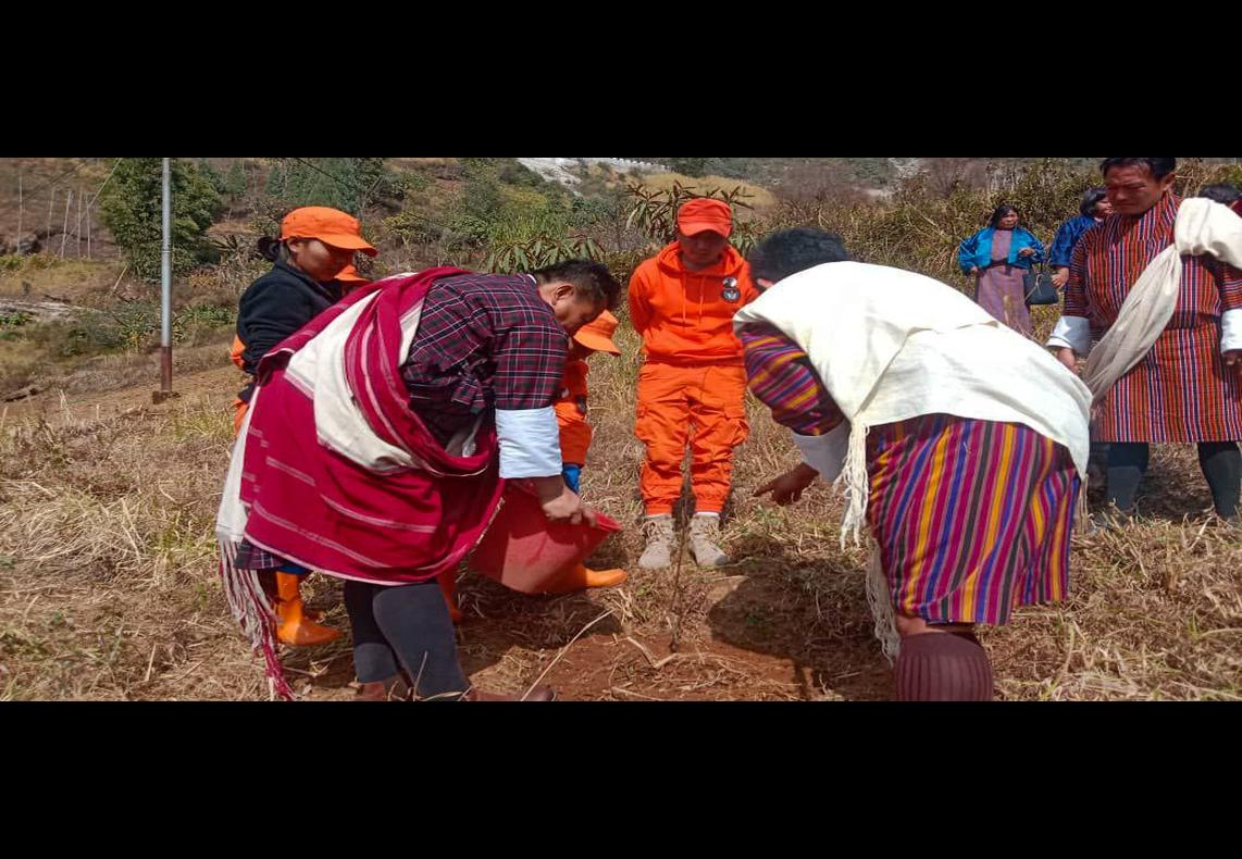 tree plantation